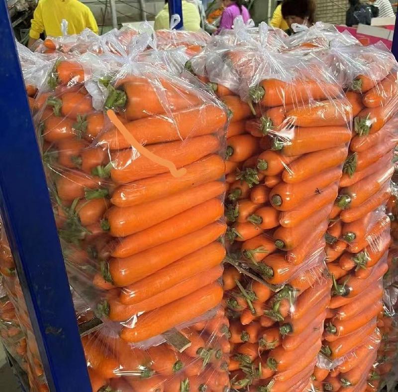河南开封水洗胡萝卜，供应电商，超市档口，欢迎来电