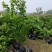 青秋早熟脐橙苗,9月上市,保证品种质量,无菌苗四川发货