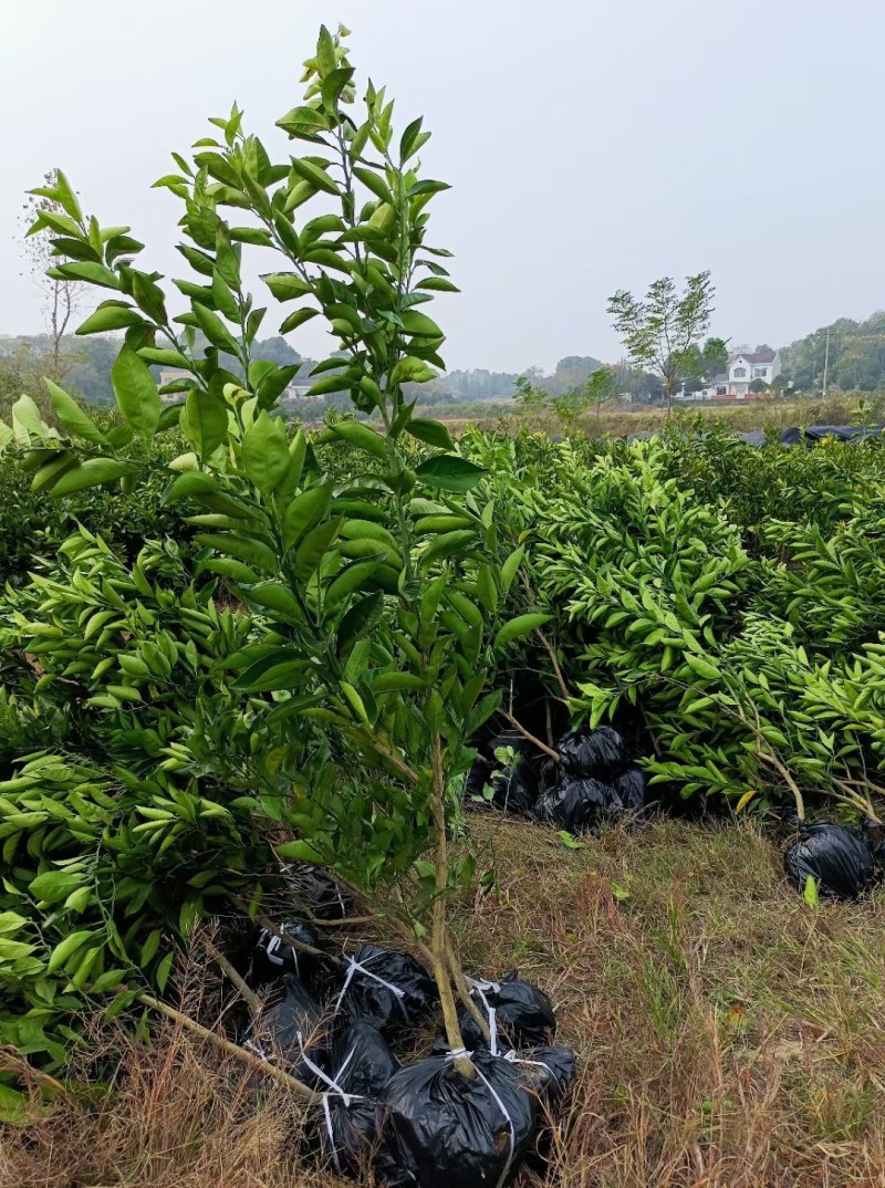 青秋早熟脐橙苗，9月上市，保证品种质量，无菌苗四川发货