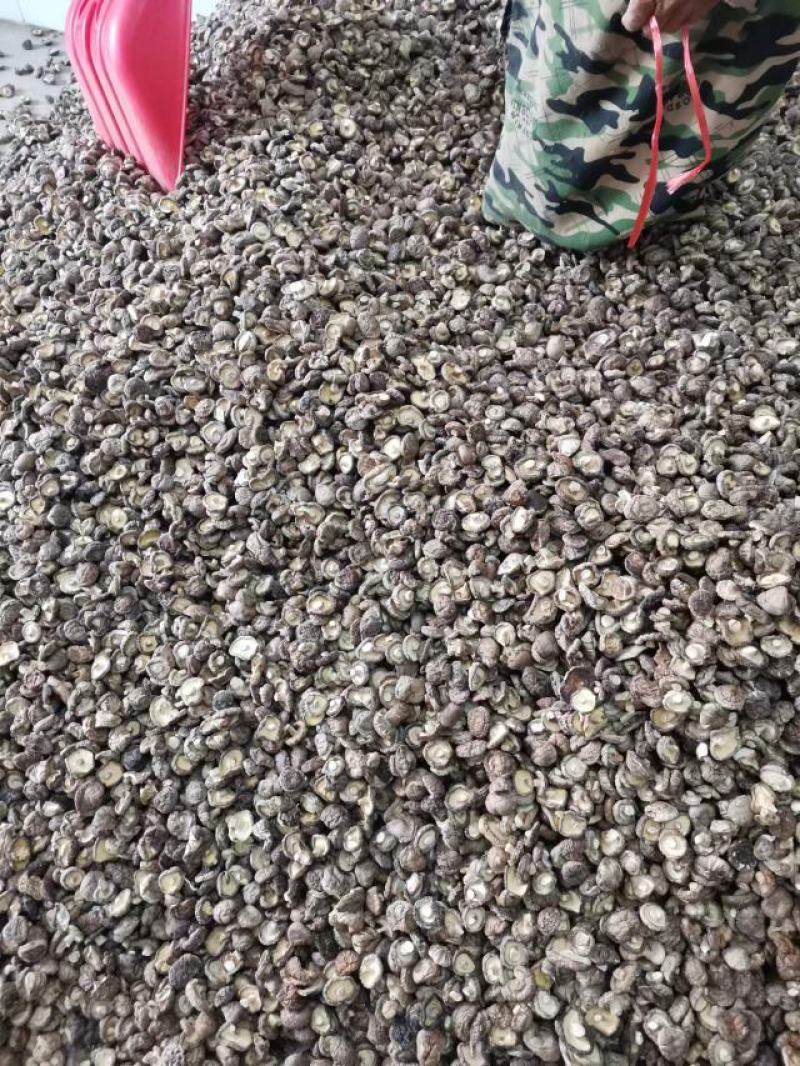黄平香菇大量上市中，基地直供货源足品质好，欢迎来电咨询