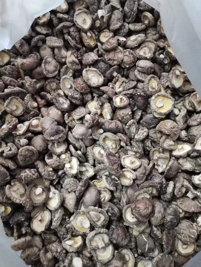 黄平香菇大量上市中，基地直供货源足品质好，欢迎来电咨询