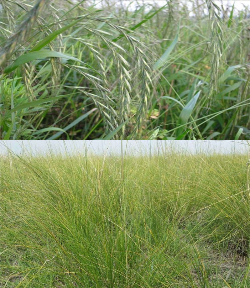 碱茅草种子耐寒耐旱耐盐碱多年生草籽不挑土壤四季牧草
