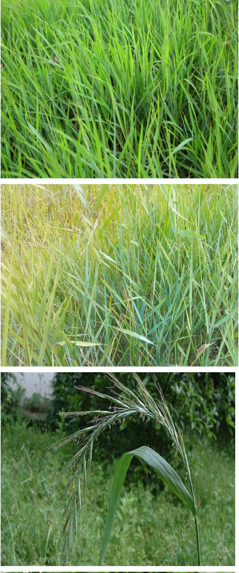 碱茅草种子耐寒耐旱耐盐碱多年生草籽不挑土壤四季牧草