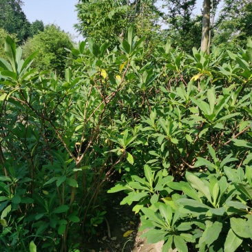 结香，节香树，丛生节香，结香花