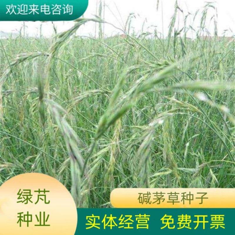 碱茅草种子耐寒耐旱耐盐碱多年生草籽不挑土壤四季牧草