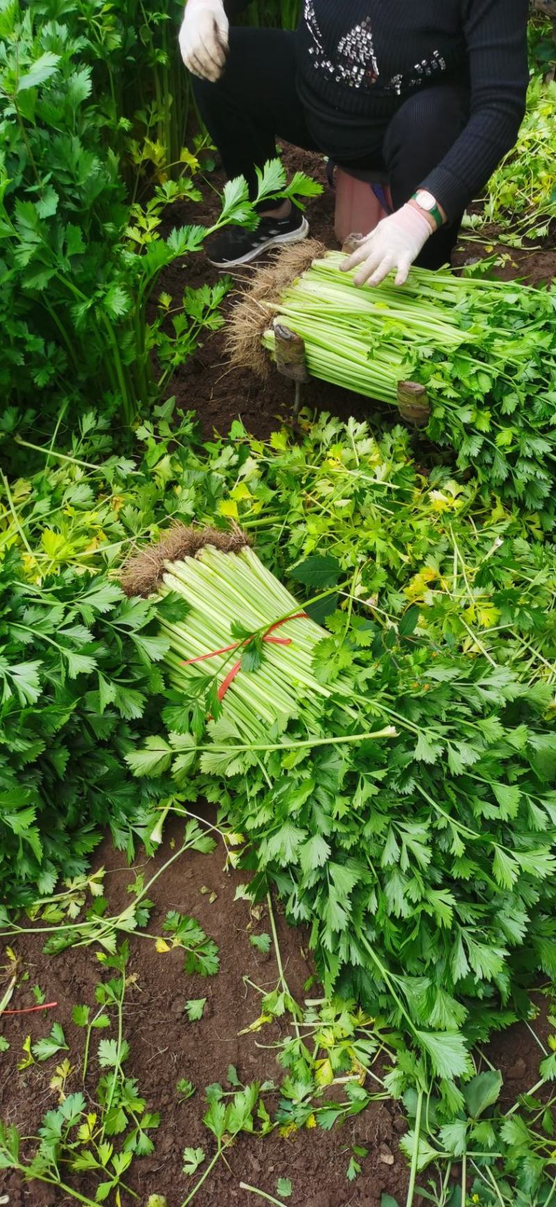 临沂市沂水县芹菜种植基地