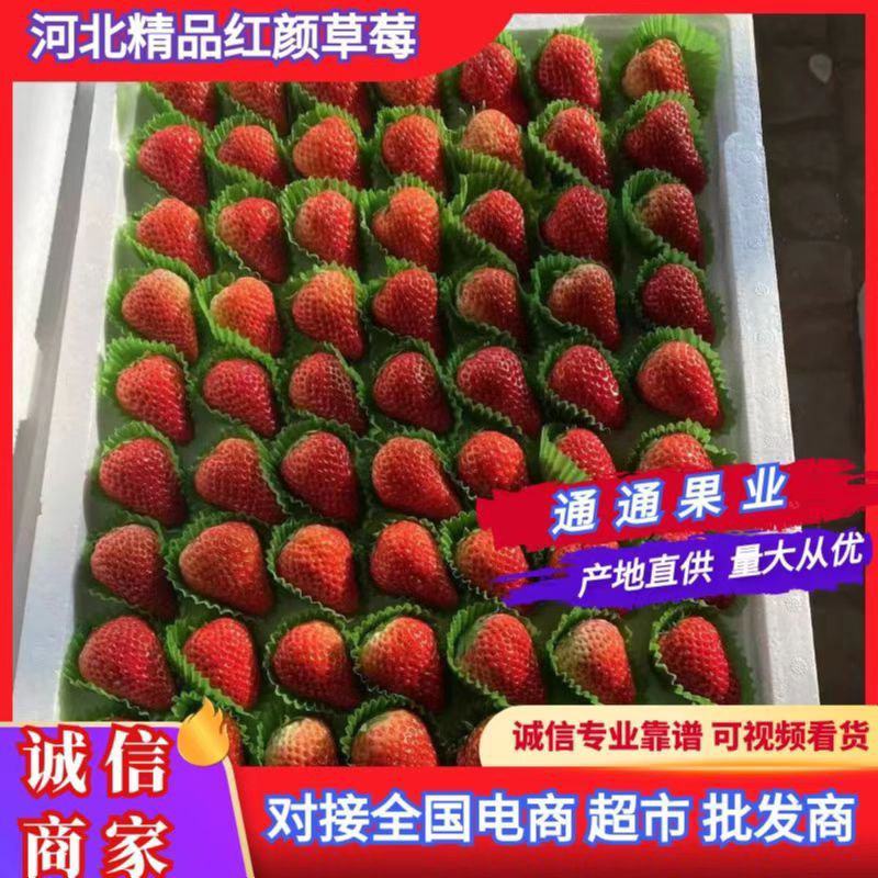 河北昌黎草莓上市口感甜果质硬颜色正耐运输