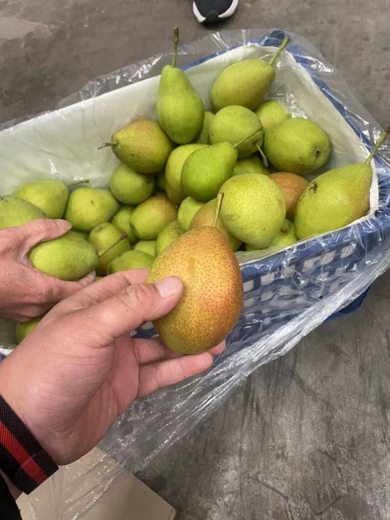 【推荐】红香酥梨河北晋州，精品筐装，对接电商/市场/团购
