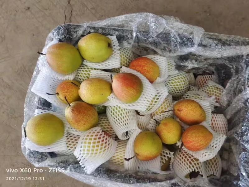【推荐】红香酥梨河北晋州，精品筐装，对接电商/市场/团购