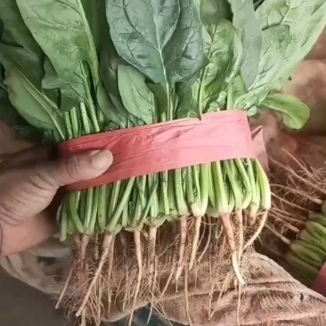 永年精品菠菜大叶菠菜,20公分到35公分,产地自产自销