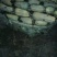 湖北省洪湖市精品莲藕，物美价廉，货源充足，欢迎新老户口前