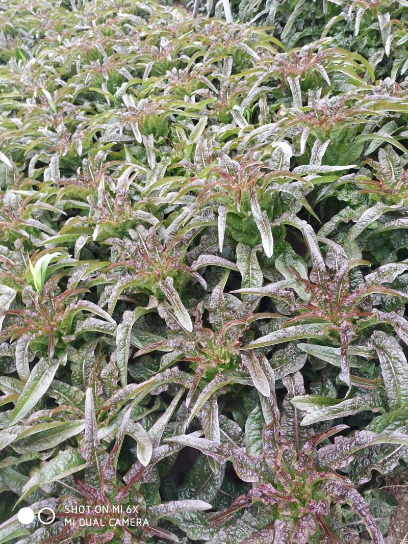 我有十亩红叶莴笋预售