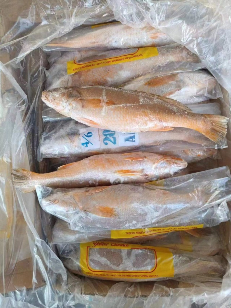 黄菇鱼大黄菇鱼黄菇鱼冻黄菇鱼黄菇鱼黄姑鱼