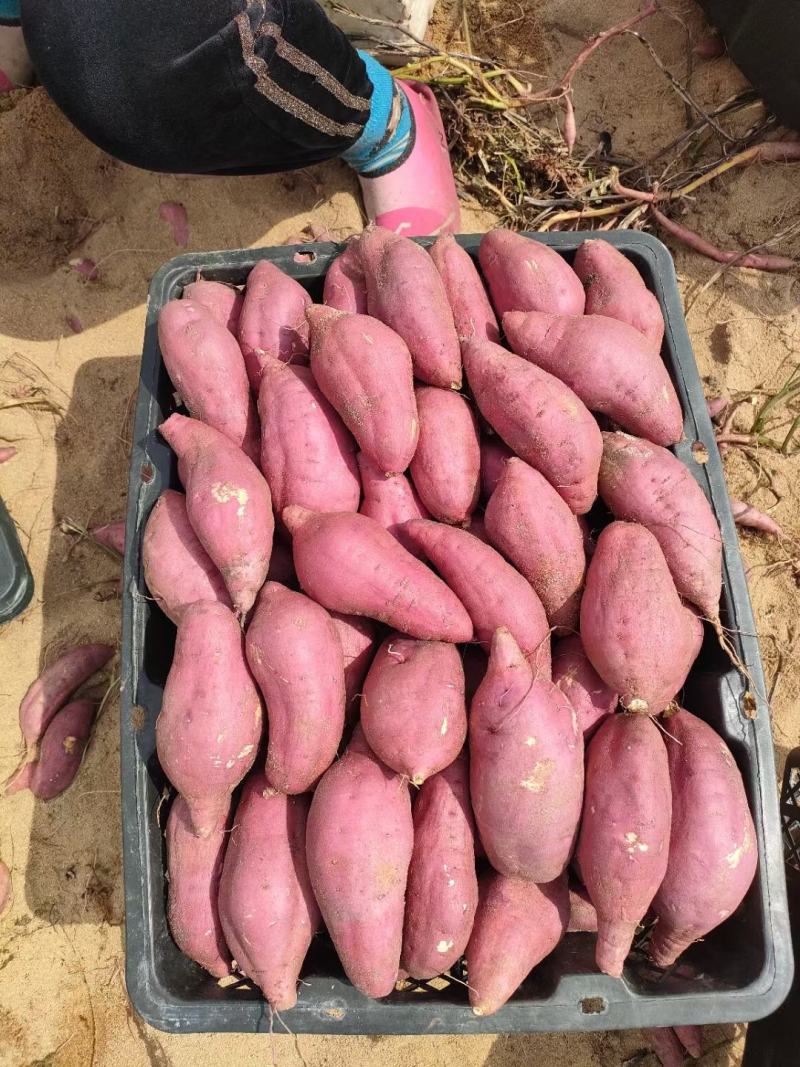 海南板栗小香薯