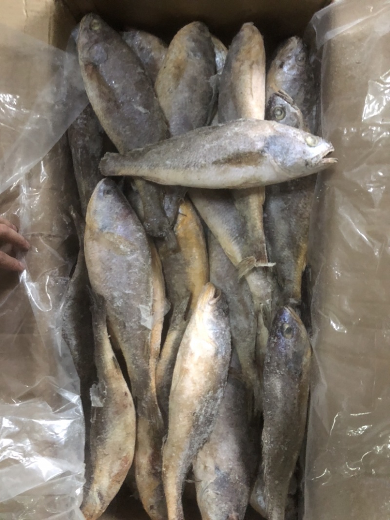 红口鱼大口鱼釣红口鱼大口鱼口鱼鱼鱼鱼鱼鱼鱼鱼釣口鱼