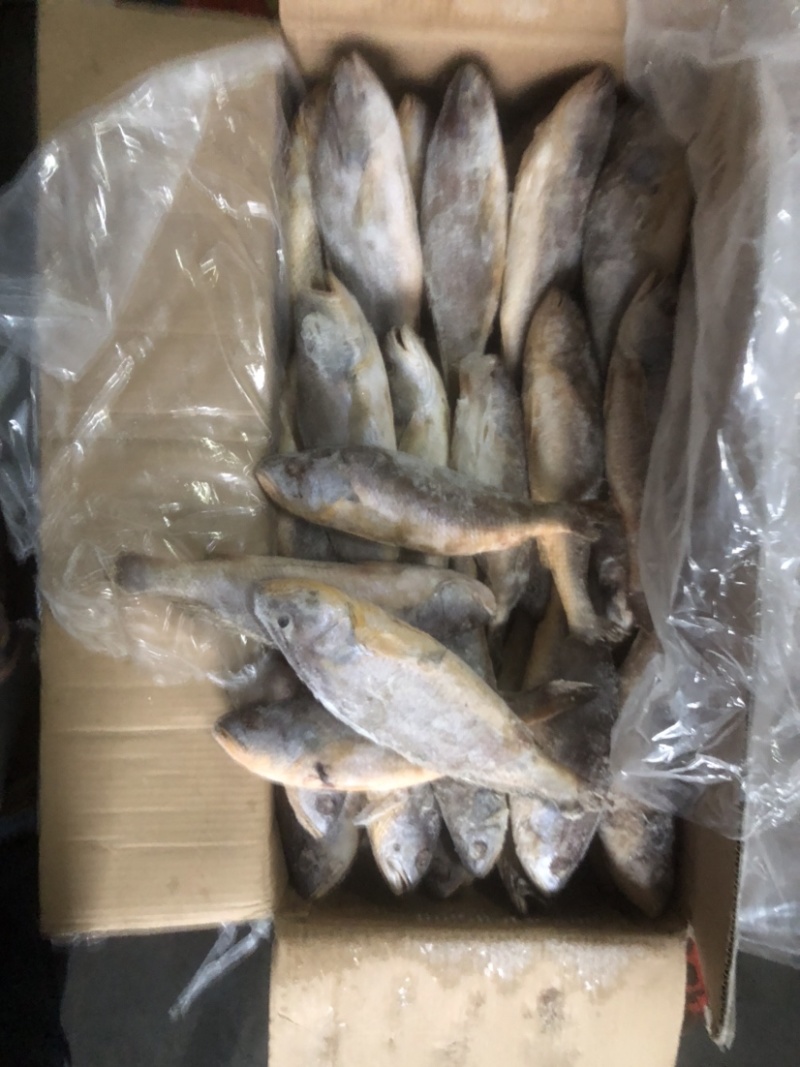 红口鱼大口鱼釣红口鱼大口鱼口鱼鱼鱼鱼鱼鱼鱼鱼釣口鱼