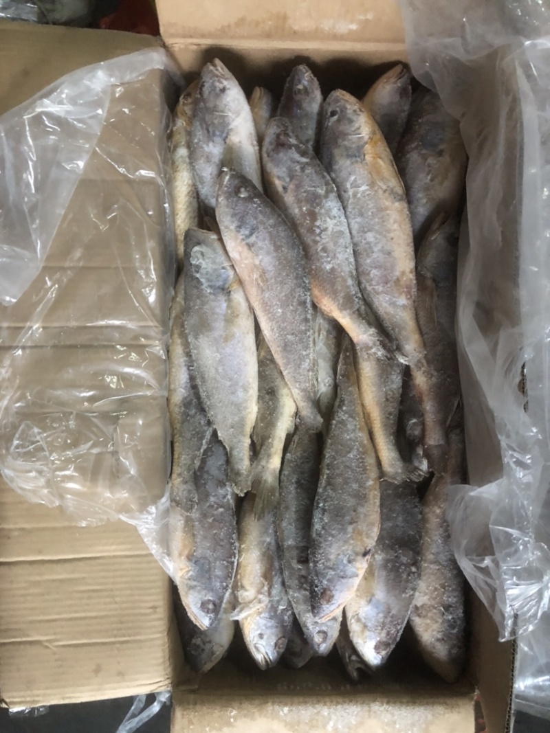 红口鱼大口鱼釣红口鱼大口鱼口鱼鱼鱼鱼鱼鱼鱼鱼釣口鱼
