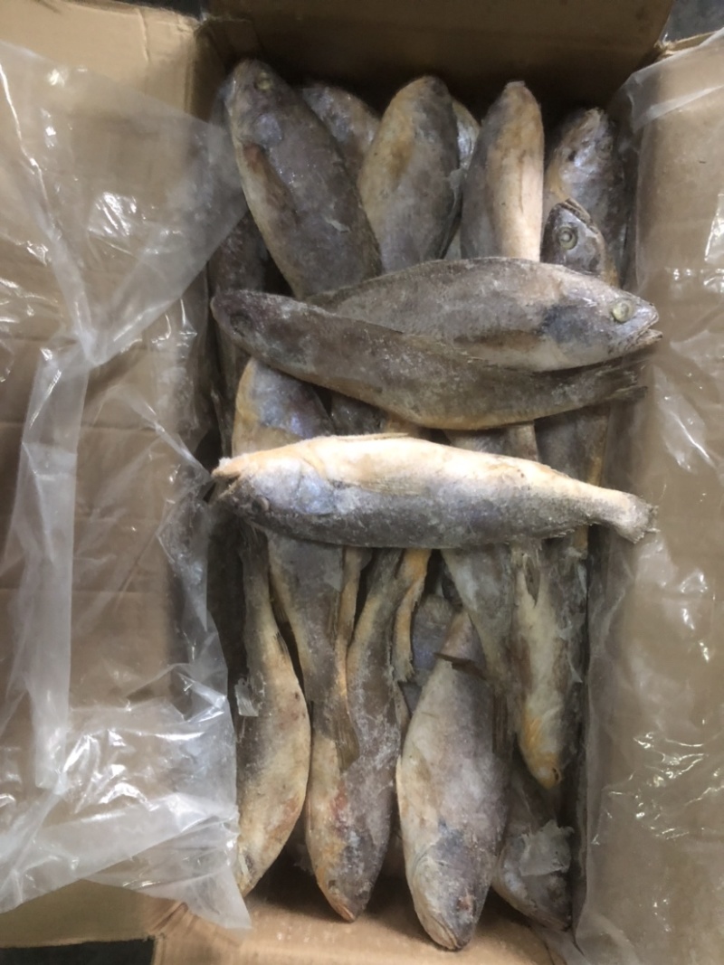 红口鱼大口鱼釣红口鱼大口鱼口鱼鱼鱼鱼鱼鱼鱼鱼釣口鱼