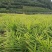 生姜，小黄姜规格品种齐全可对接市场，电商，库存，烤姜