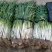 新野黑分大葱刚葱大量上市，量大从优欢迎采购