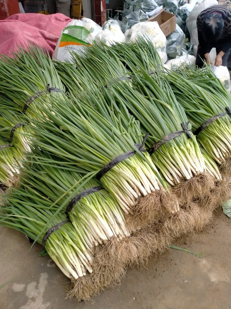新野黑分大葱刚葱大量上市，量大从优欢迎采购