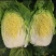 江苏大白菜黄心白菜棵形好嫩菜产地直发质量保证