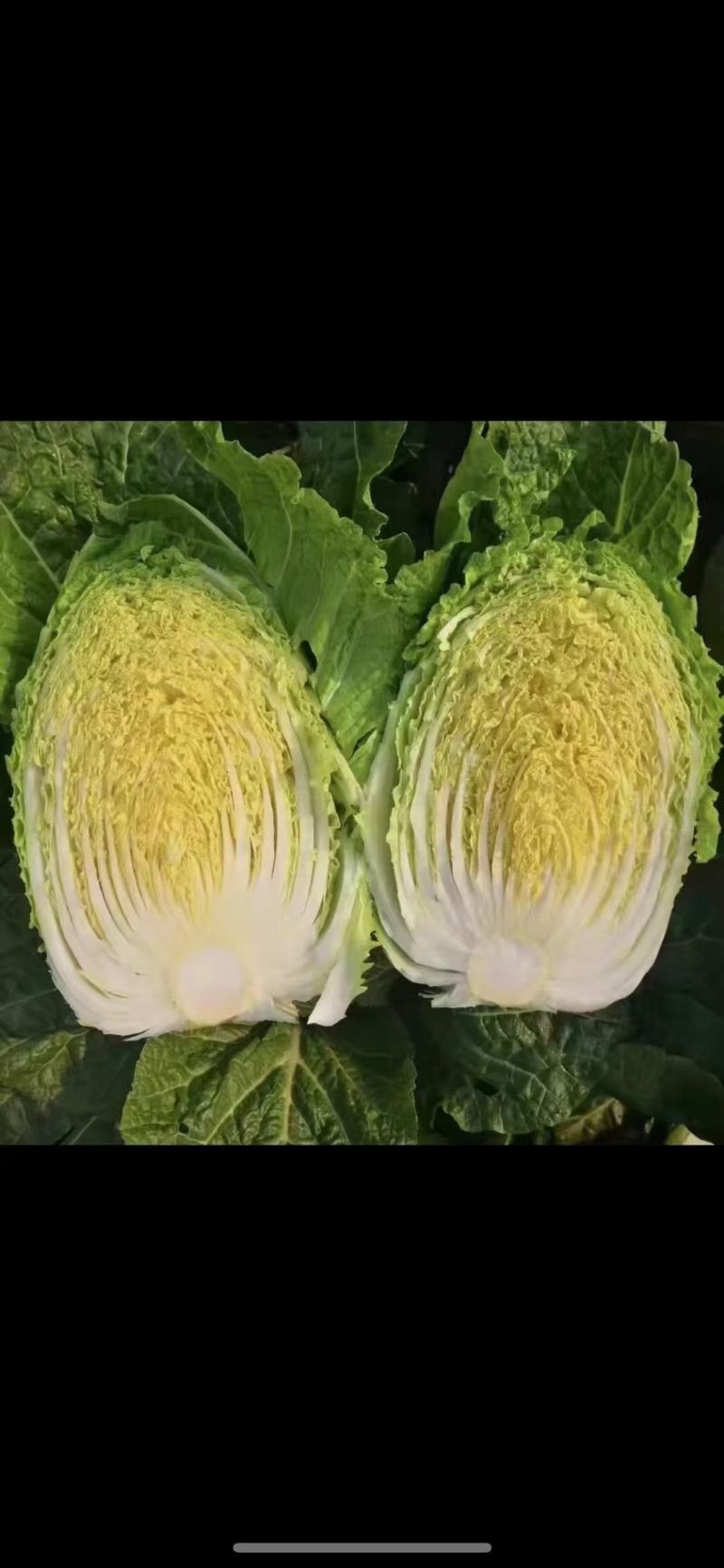 江苏大白菜黄心白菜棵形好嫩菜产地直发质量保证