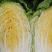 江苏大白菜黄心白菜棵形好嫩菜产地直发质量保证
