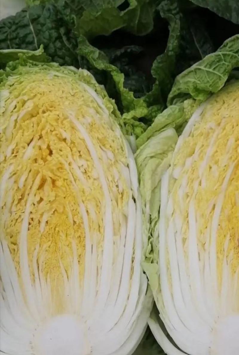江苏大白菜黄心白菜棵形好嫩菜产地直发质量保证