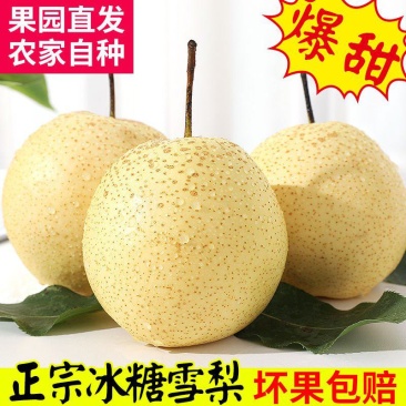 冰糖雪梨【一件代发】对接电商/微商/直播平台/产地直供