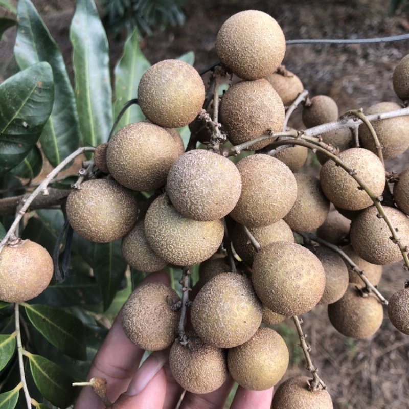 新鲜四季龙眼现摘现发