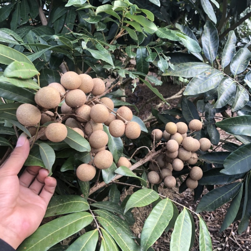 新鲜四季龙眼现摘现发