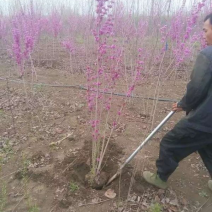 紫荆树