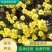 野菊花种子可药用泡茶喝山坡公园绿化花卉植物盆栽四季种子