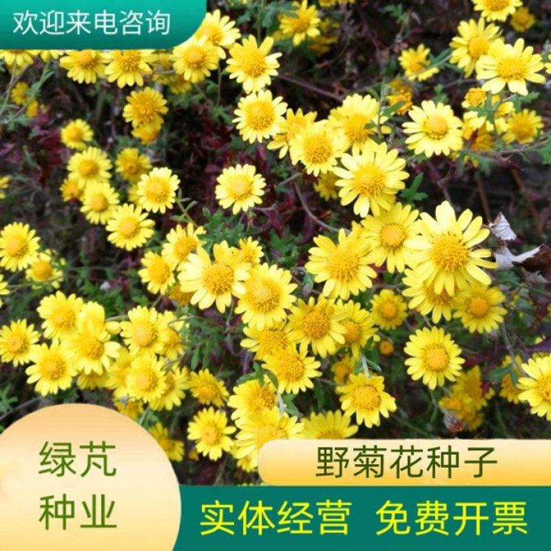 野菊花种子可药用泡茶喝山坡公园绿化花卉植物盆栽四季种子