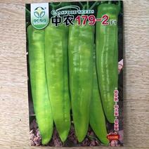 中农179-2早熟大果型粗牛角椒种子黄绿皮耐热耐运高产