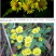 野菊花种子可药用泡茶喝山坡公园绿化花卉植物盆栽四季种子