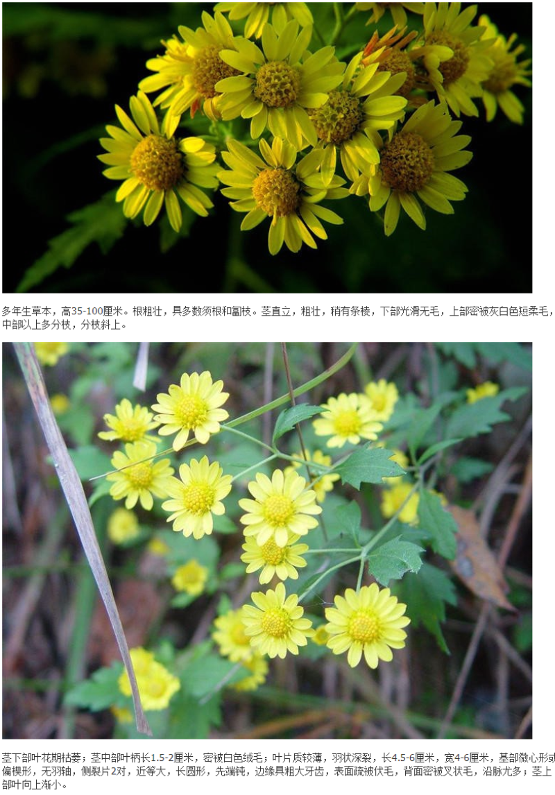 野菊花种子可药用泡茶喝山坡公园绿化花卉植物盆栽四季种子
