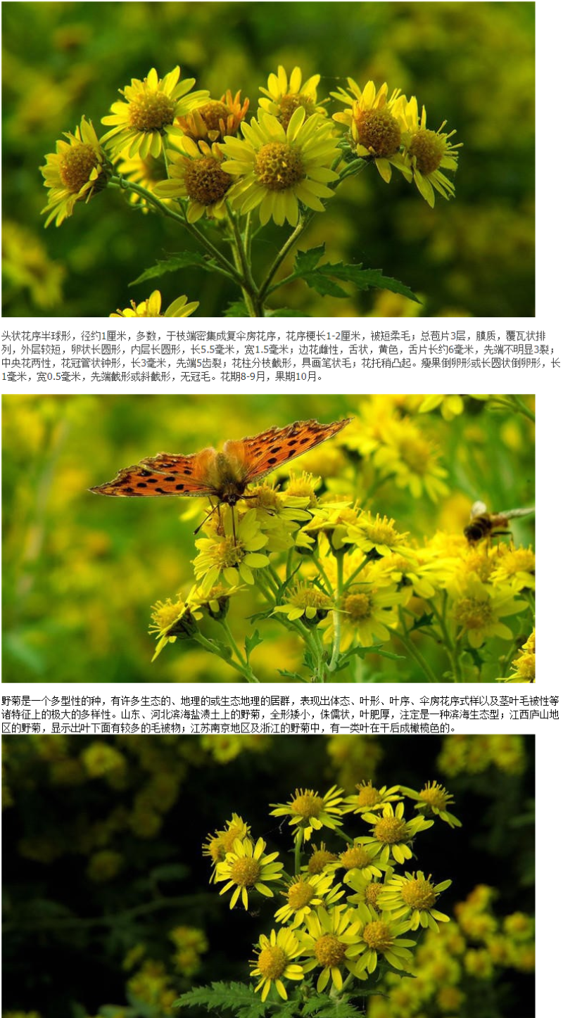 野菊花种子可药用泡茶喝山坡公园绿化花卉植物盆栽四季种子