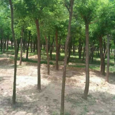 杨槐树