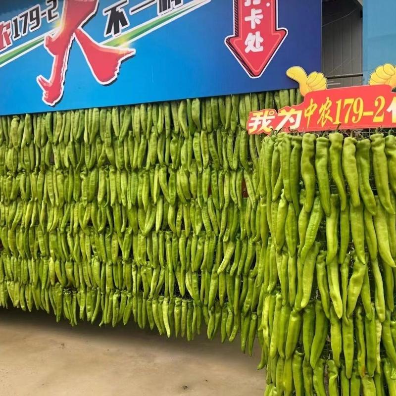 中农179-2早熟大果型粗牛角椒种子黄绿皮耐热耐运高产