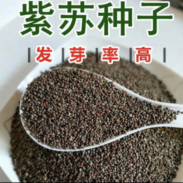 紫苏种子，广东紫苏种子，发芽率高，产量理想