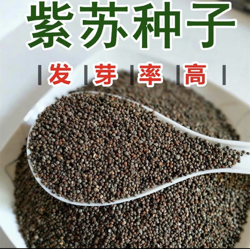 紫苏种子，广东紫苏种子，发芽率高，产量理想