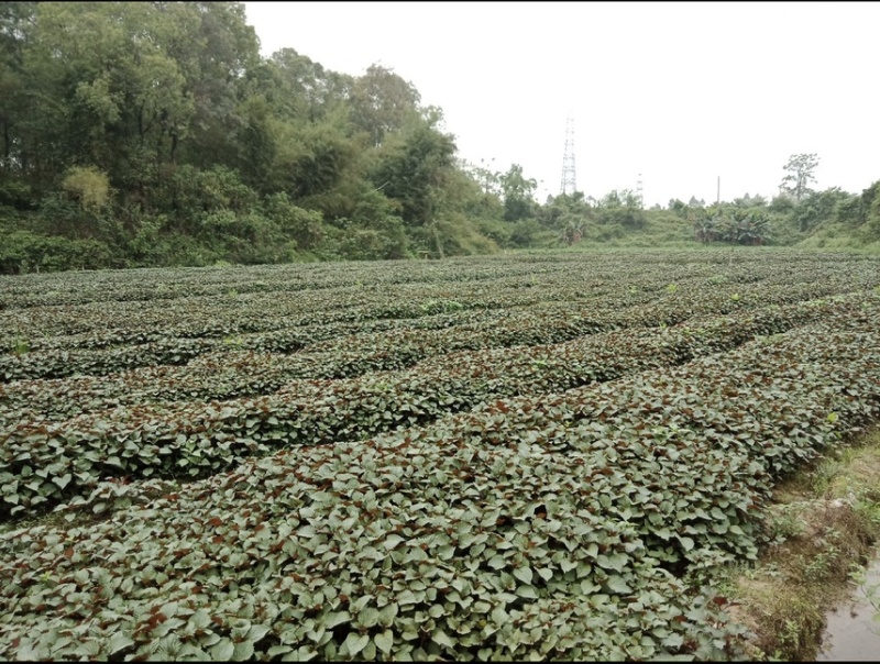 紫苏种子，广东紫苏种子，发芽率高，产量理想