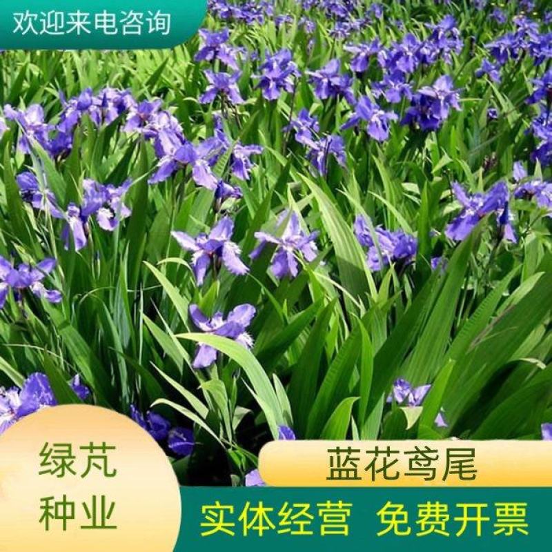 蓝花鸢尾种子蝴蝶兰种子多年生宿根耐湿耐荫湿地绿化公园庭院