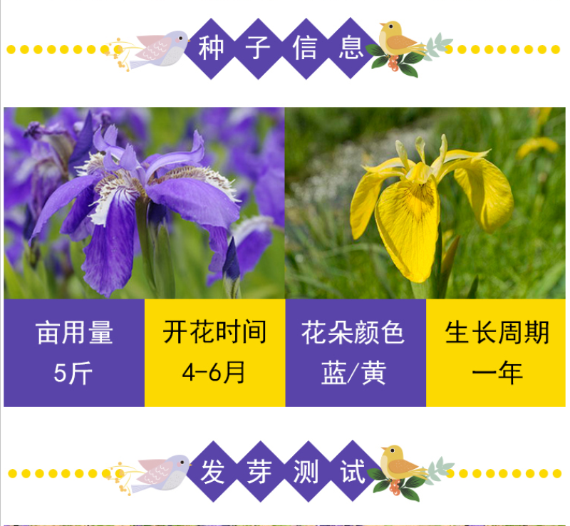 蓝花鸢尾种子蝴蝶兰种子多年生宿根耐湿耐荫湿地绿化公园庭院