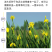 蓝花鸢尾种子蝴蝶兰种子多年生宿根耐湿耐荫湿地绿化公园庭院