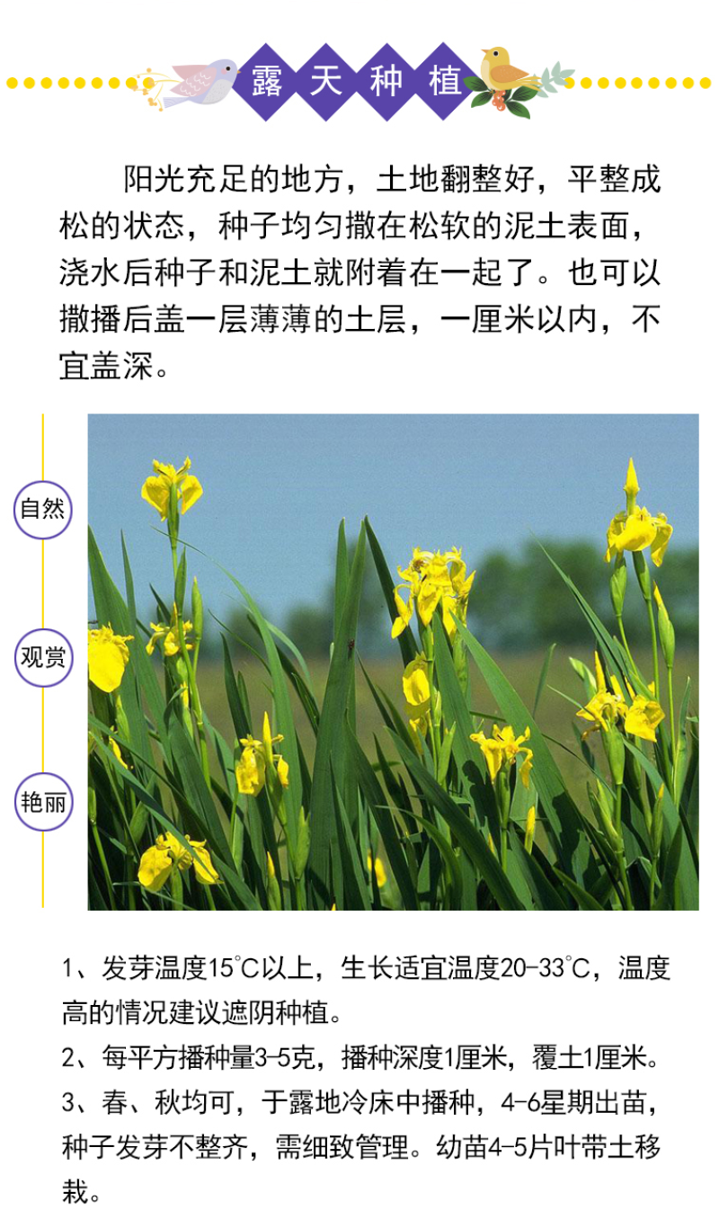 蓝花鸢尾种子蝴蝶兰种子多年生宿根耐湿耐荫湿地绿化公园庭院
