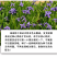 蓝花鸢尾种子蝴蝶兰种子多年生宿根耐湿耐荫湿地绿化公园庭院