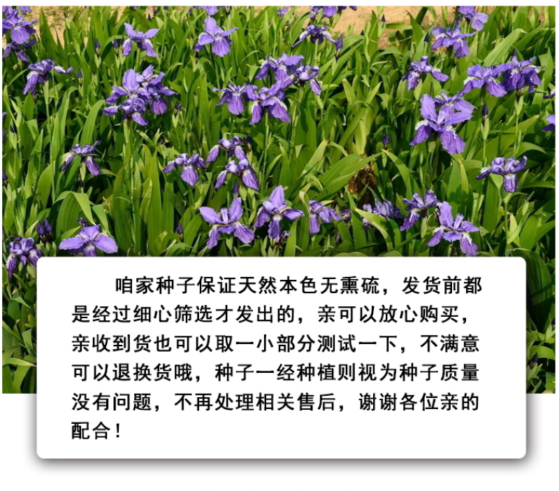 蓝花鸢尾种子蝴蝶兰种子多年生宿根耐湿耐荫湿地绿化公园庭院
